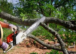 Ayden, NC  Tree Services Company