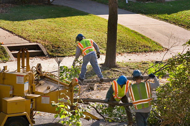 Why Choose Our Tree Removal Services in Ayden, NC?